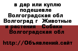 в дар или куплю подешевле - Волгоградская обл., Волгоград г. Животные и растения » Собаки   . Волгоградская обл.